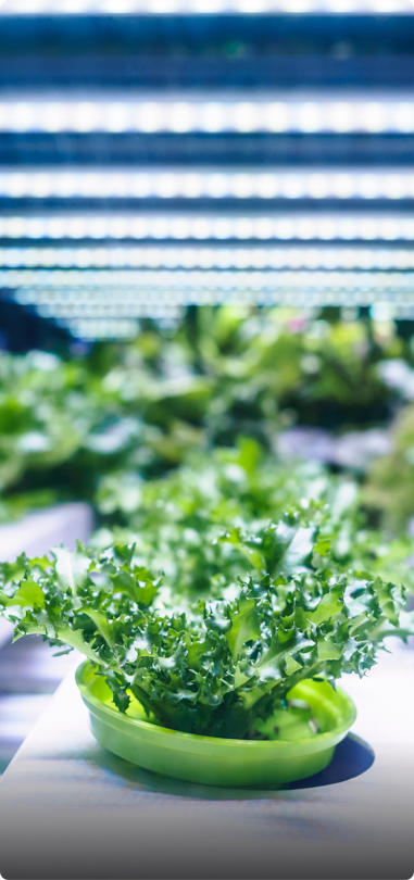 hydroponic plants